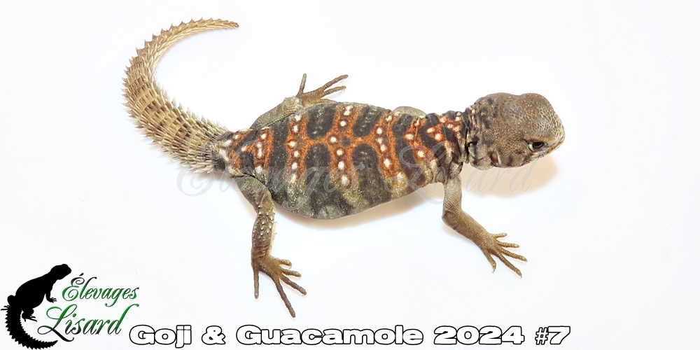 Élevages Lisard - Goji&Guacamole2024#7