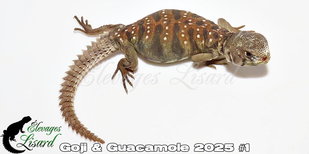 Élevages Lisard - Goji&Guacamole2025#1