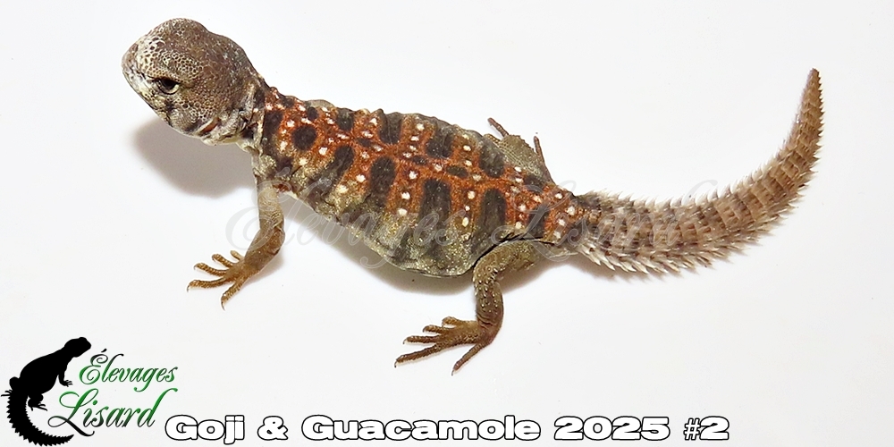 Élevages Lisard - Goji&Guacamole2025#2