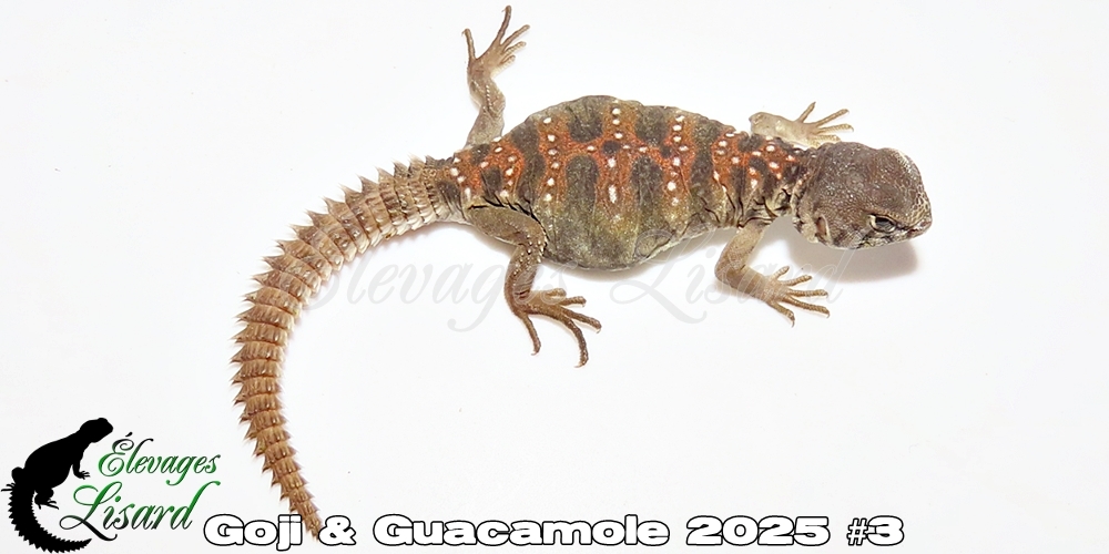 Élevages Lisard - Goji&Guacamole2025#3