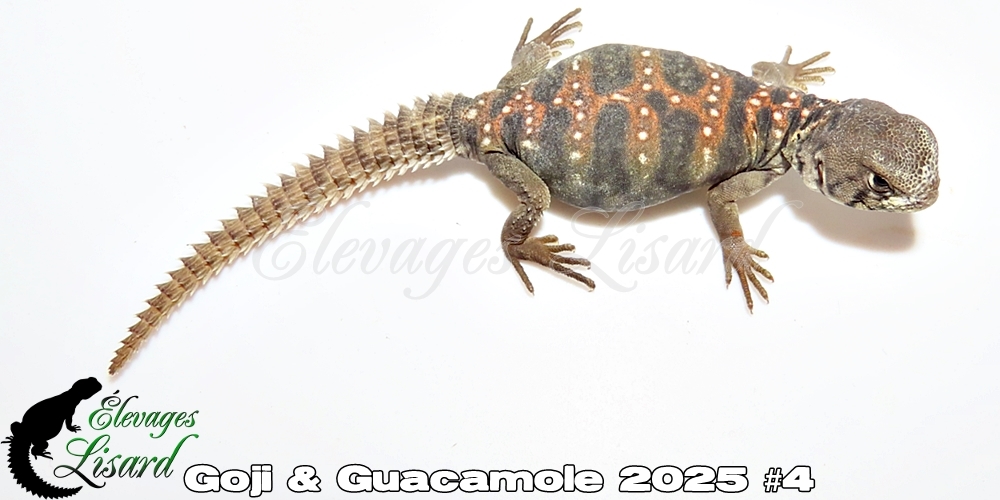 Élevages Lisard - Goji&Guacamole2025#4