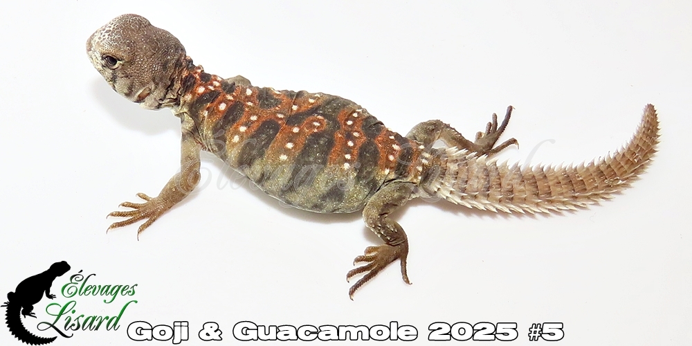 Élevages Lisard - Goji&Guacamole2025#5