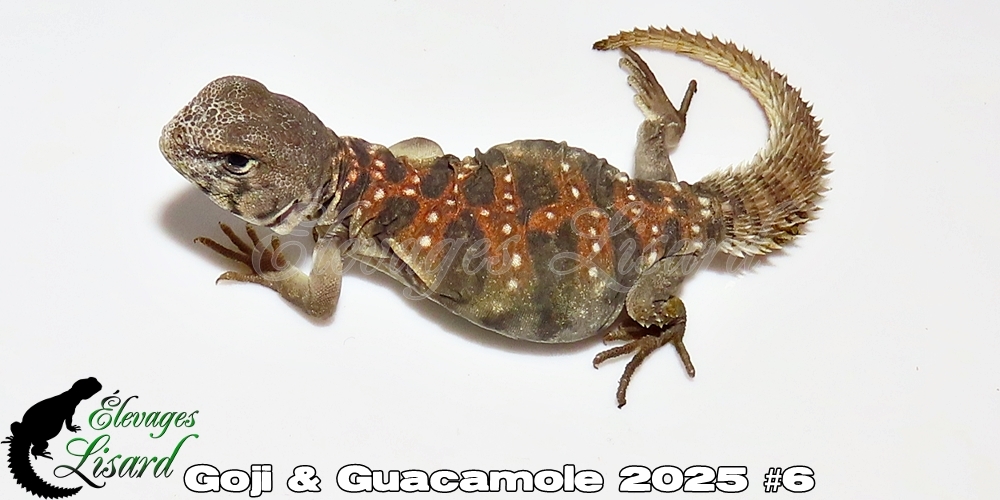 Élevages Lisard - Goji&Guacamole2025#6