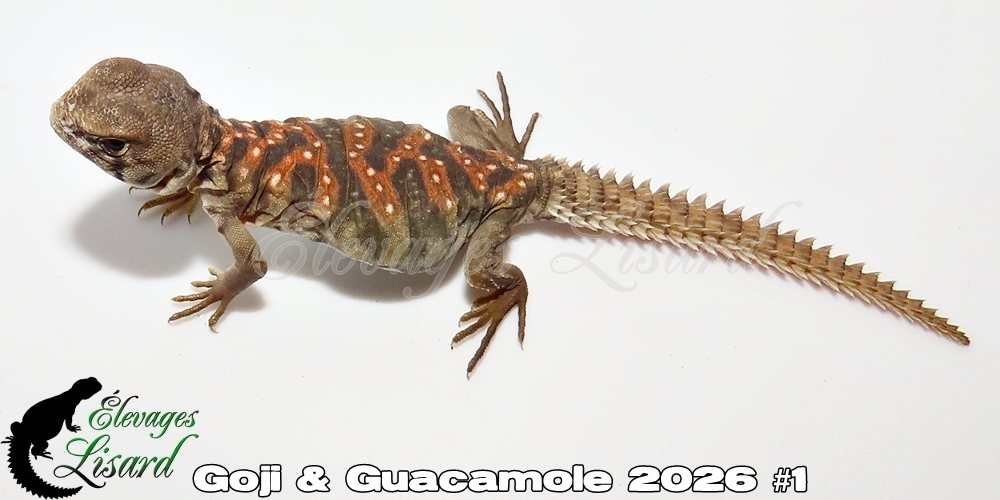 Élevages Lisard - Goji&Guacamole2026#1