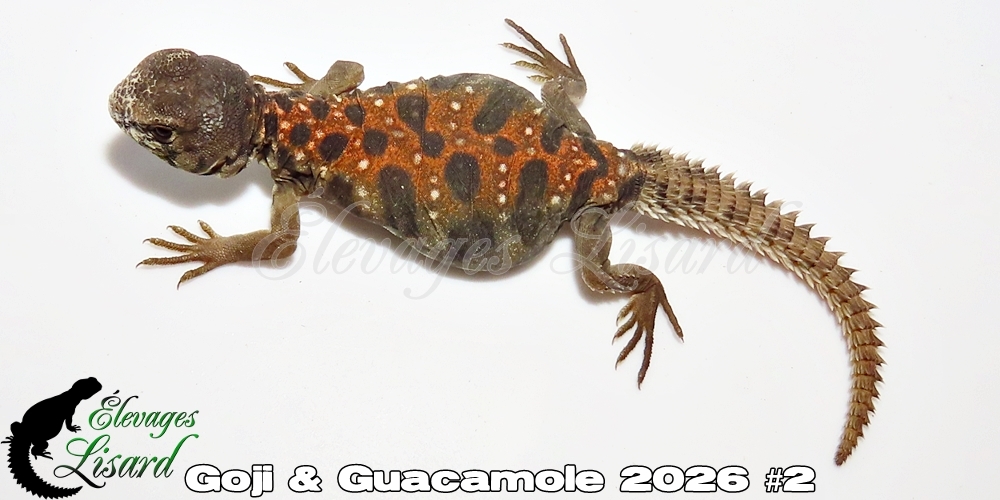 Élevages Lisard - Goji&Guacamole2026#2