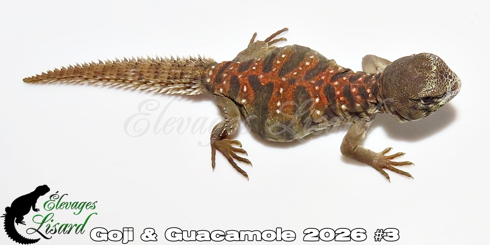 Élevages Lisard - Goji&Guacamole2026#3