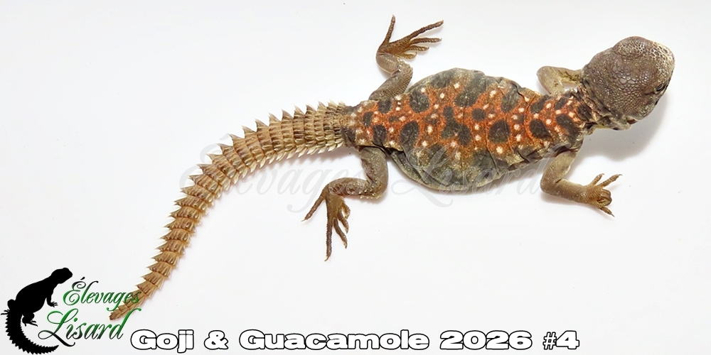 Élevages Lisard - Goji&Guacamole2026#4