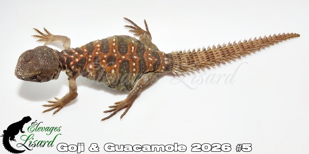 Élevages Lisard - Goji&Guacamole2026#5