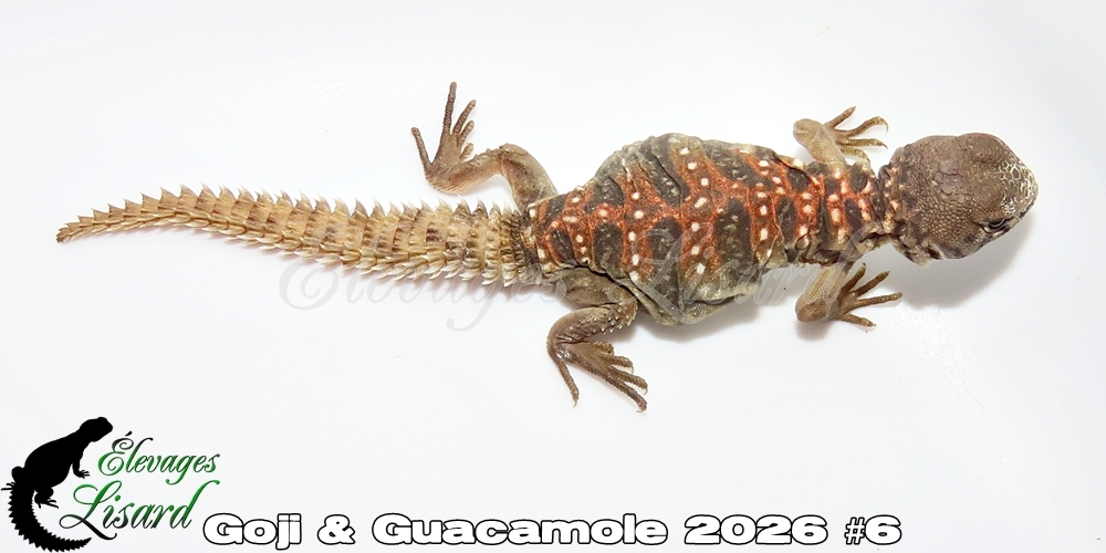Élevages Lisard - Goji&Guacamole2026#6