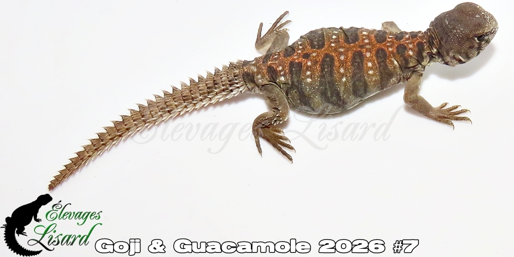 Élevages Lisard - Goji&Guacamole2026#7