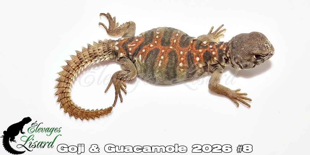 Élevages Lisard - Goji&Guacamole2026#8
