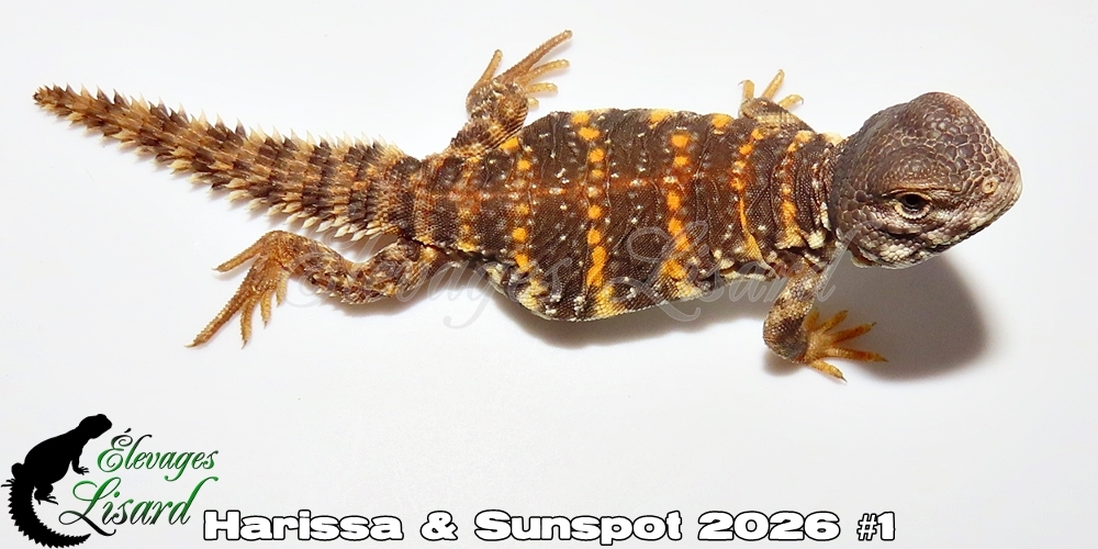 Élevages Lisard - Harissa&Sunspot2026#1