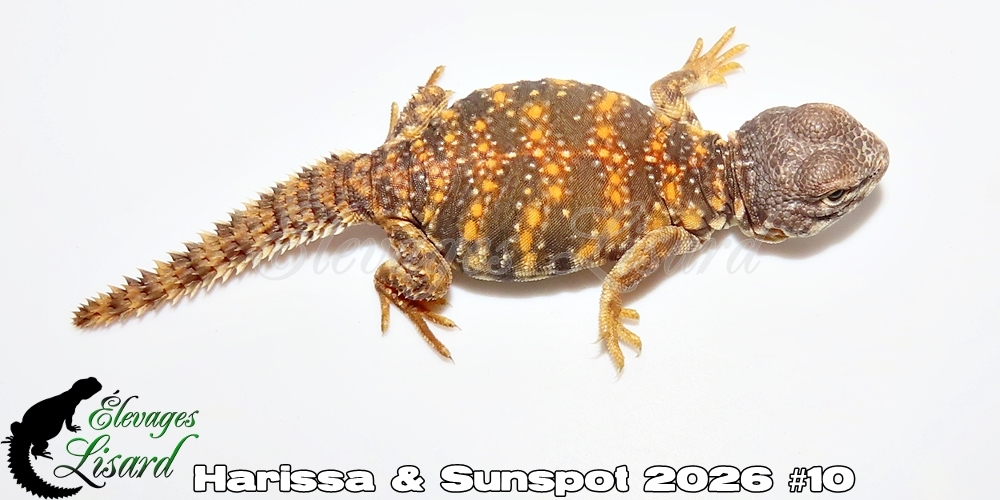 Élevages Lisard - Harissa&Sunspot2026#10