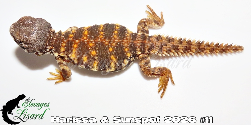 Élevages Lisard - Harissa&Sunspot2026#11