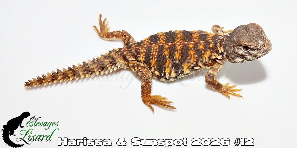 Élevages Lisard - Harissa&Sunspot2026#12