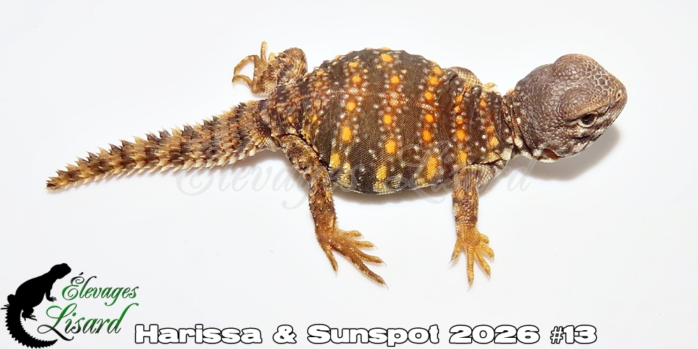 Élevages Lisard - Harissa&Sunspot2026#13