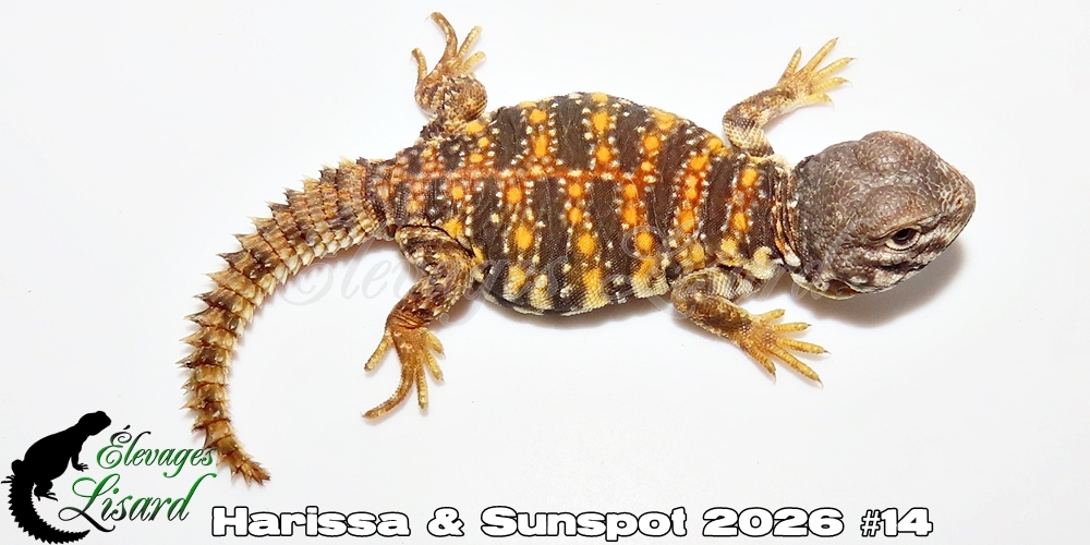 Élevages Lisard - Harissa&Sunspot2026#14