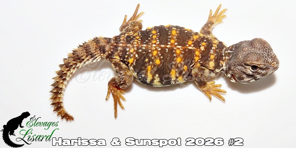 Élevages Lisard - Harissa&Sunspot2026#2