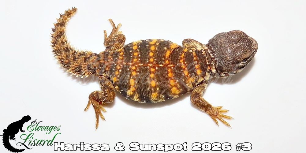 Élevages Lisard - Harissa&Sunspot2026#3
