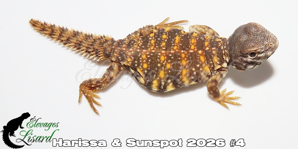 Élevages Lisard - Harissa&Sunspot2026#4