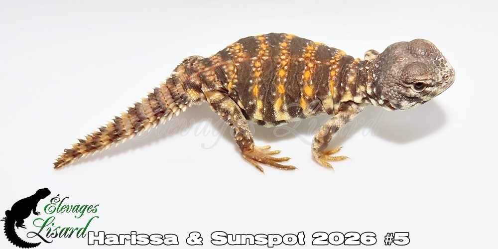 Élevages Lisard - Harissa&Sunspot2026#5