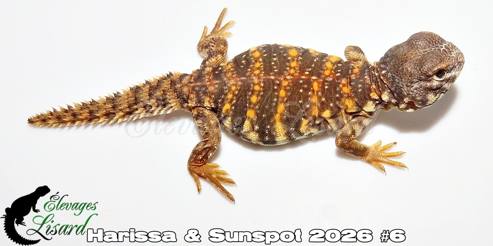 Élevages Lisard - Harissa&Sunspot2026#6