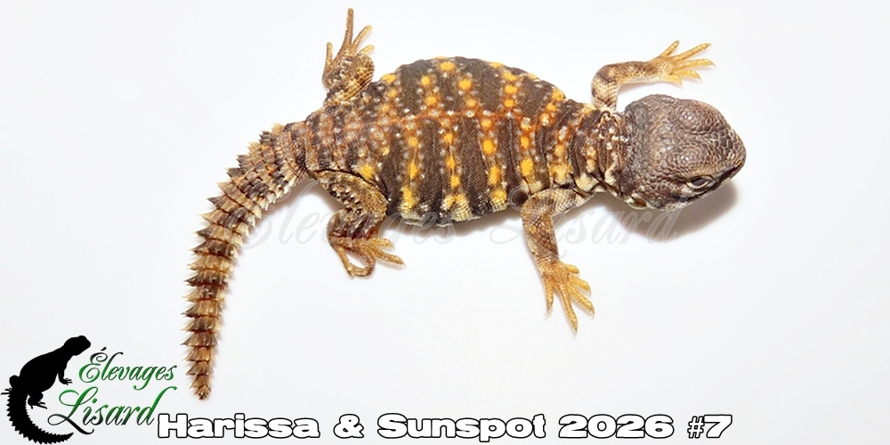 Élevages Lisard - Harissa&Sunspot2026#7
