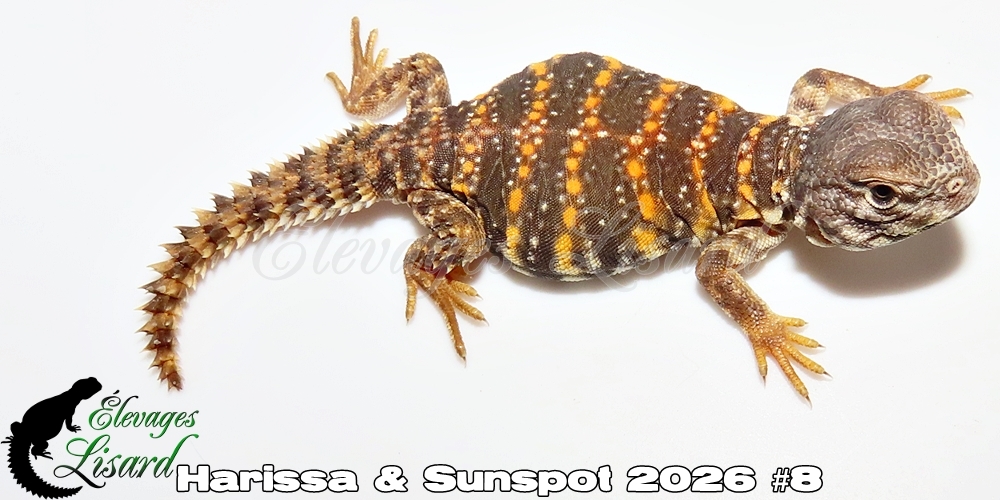 Élevages Lisard - Harissa&Sunspot2026#8