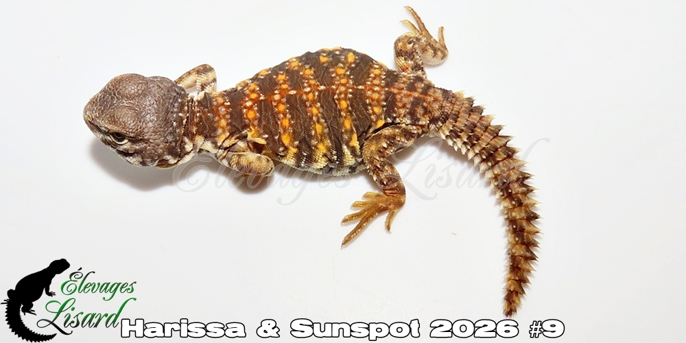 Élevages Lisard - Harissa&Sunspot2026#9