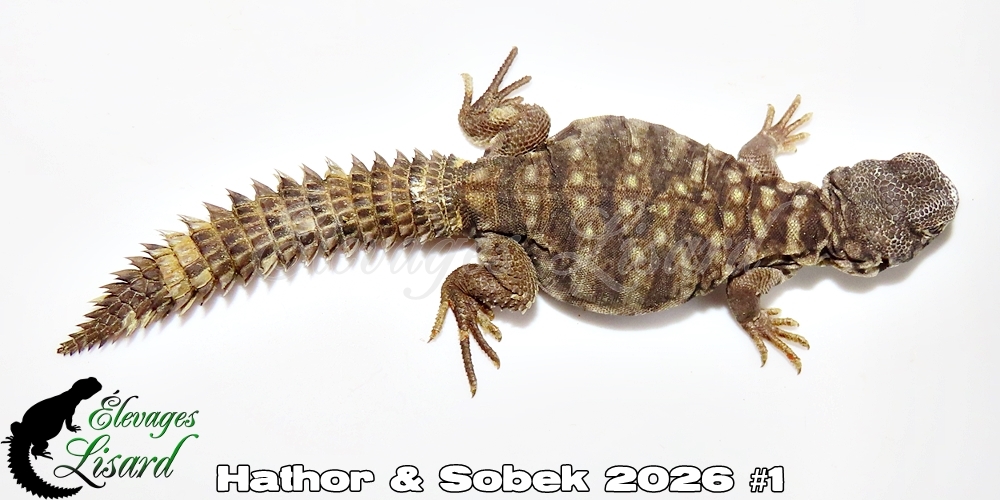 Élevages Lisard - Hathor&Sobek2026#1