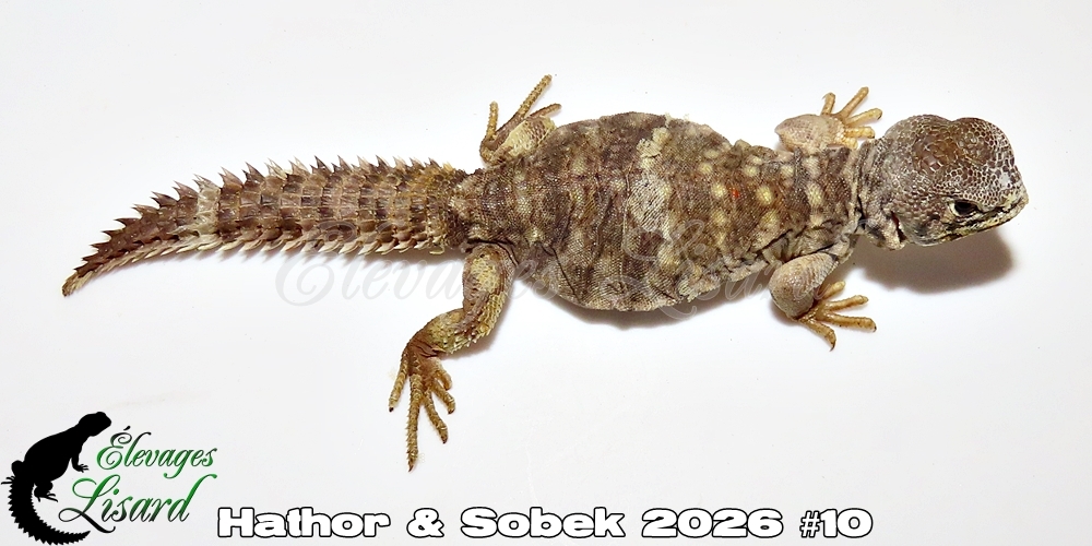 Élevages Lisard - Hathor&Sobek2026#10
