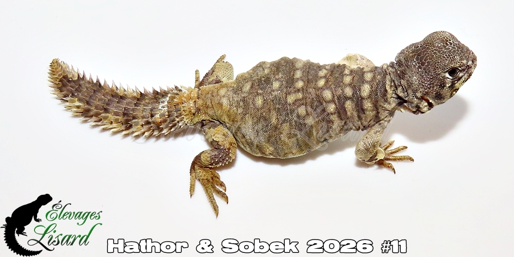 Élevages Lisard - Hathor&Sobek2026#11