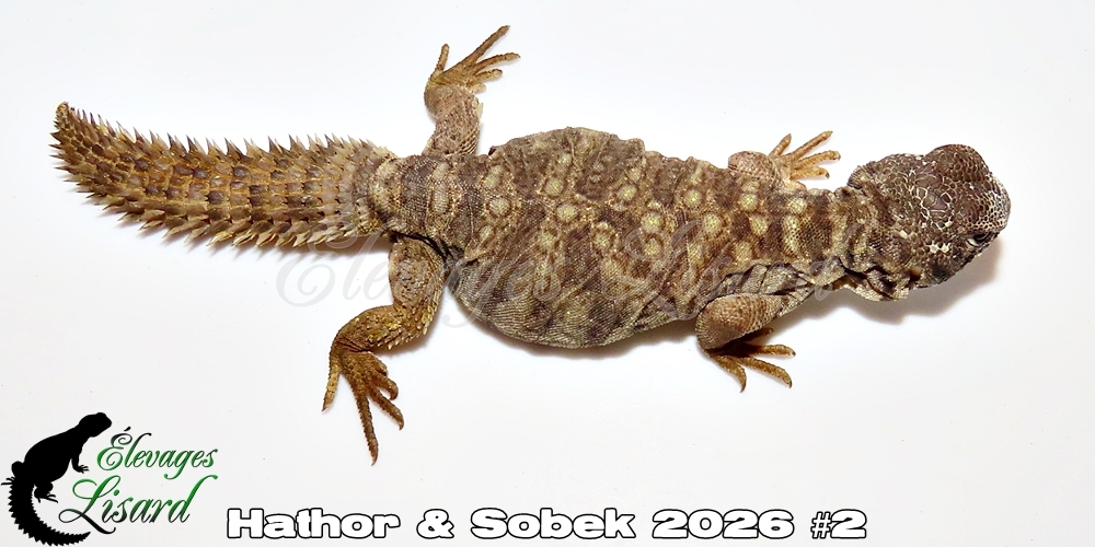 Élevages Lisard - Hathor&Sobek2026#2