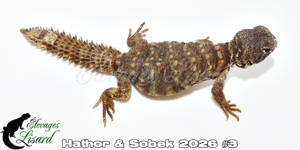 Élevages Lisard - Hathor&Sobek2026#3