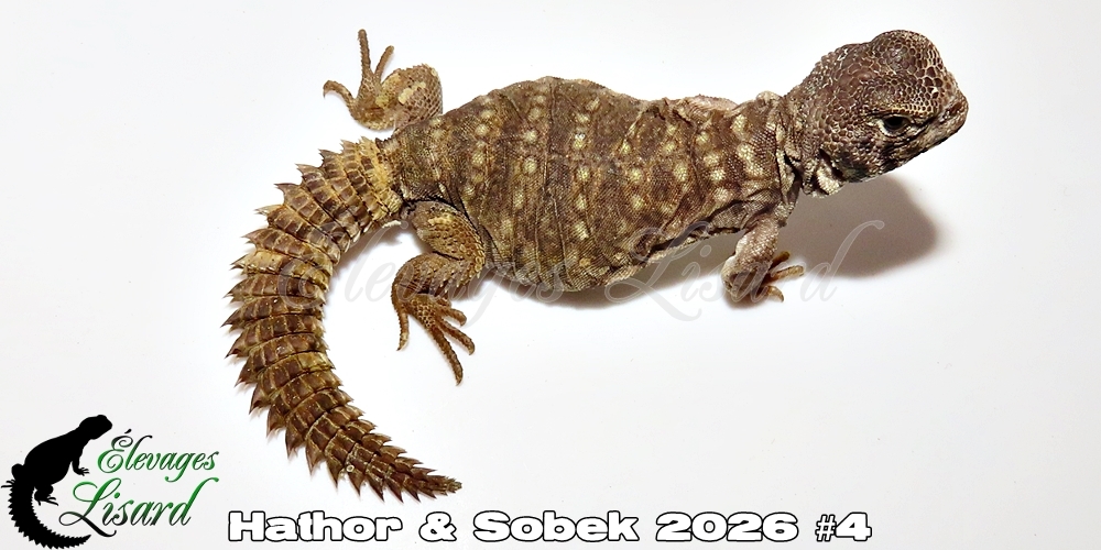 Élevages Lisard - Hathor&Sobek2026#4