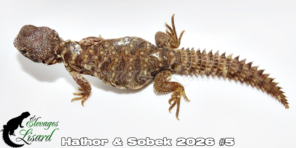 Élevages Lisard - Hathor&Sobek2026#5