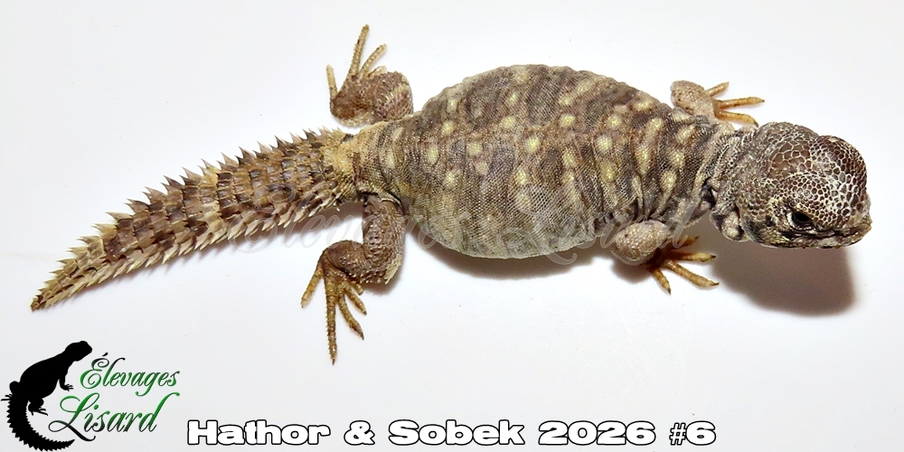 Élevages Lisard - Hathor&Sobek2026#6