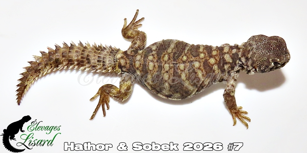 Élevages Lisard - Hathor&Sobek2026#7