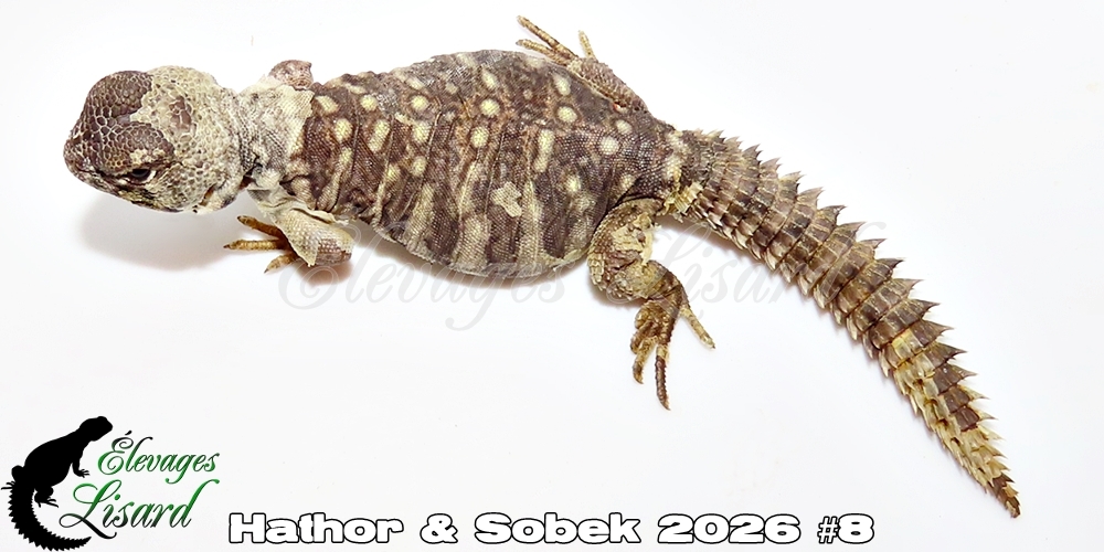 Élevages Lisard - Hathor&Sobek2026#8