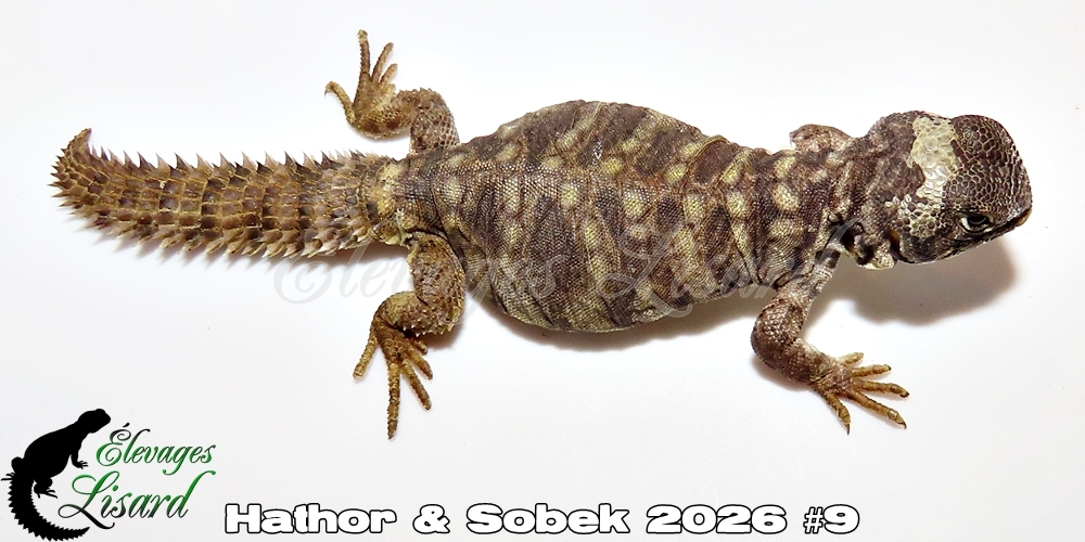 Élevages Lisard - Hathor&Sobek2026#9