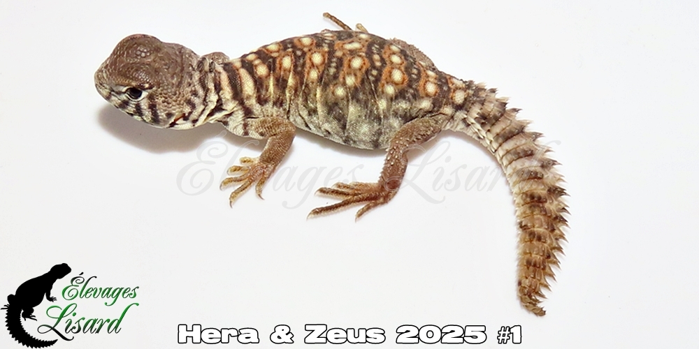 Élevages Lisard - Hera&Zeus2025#1