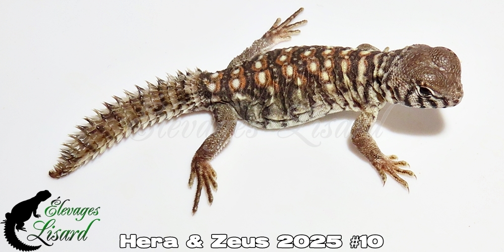 Élevages Lisard - Hera&Zeus2025#10
