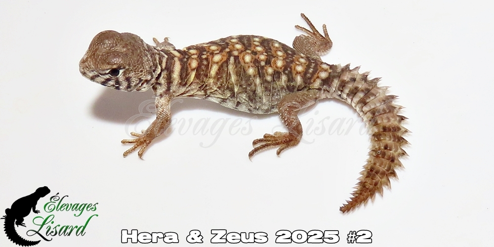 Élevages Lisard - Hera&Zeus2025#2