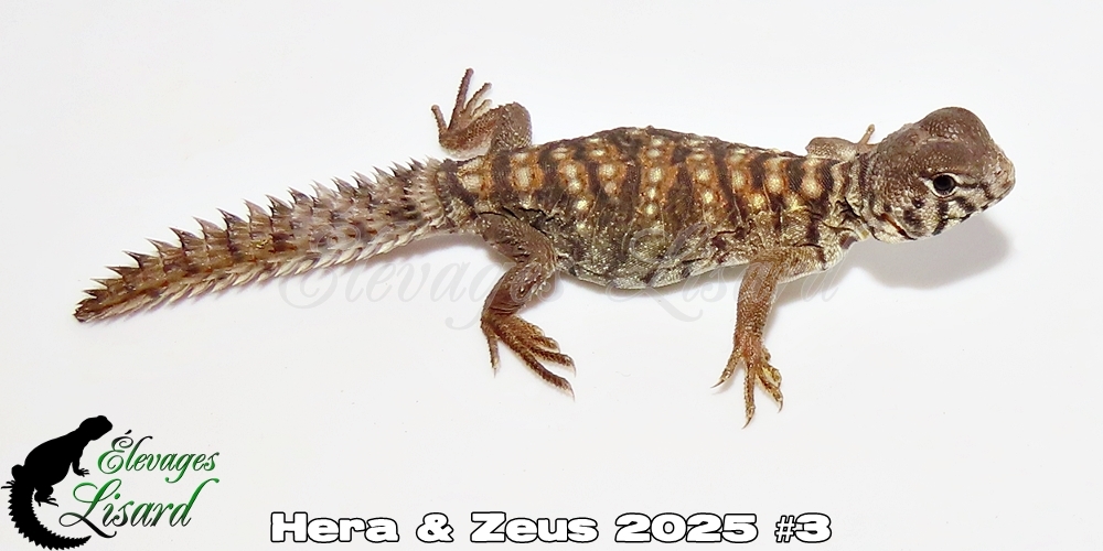 Élevages Lisard - Hera&Zeus2025#3