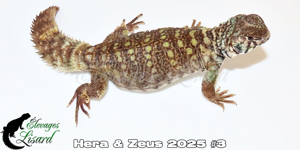 Élevages Lisard - Hera&Zeus2025#3