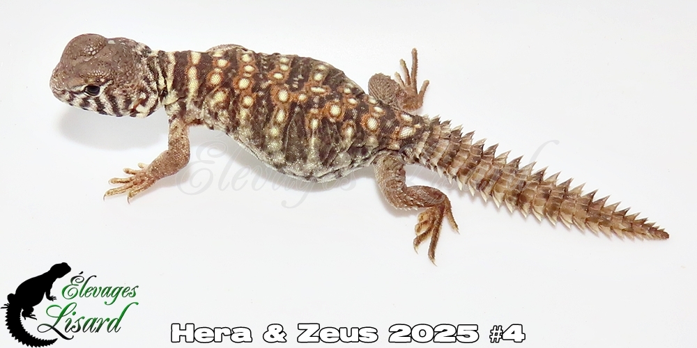 Élevages Lisard - Hera&Zeus2025#4