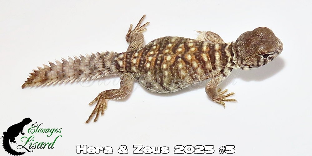 Élevages Lisard - Hera&Zeus2025#5