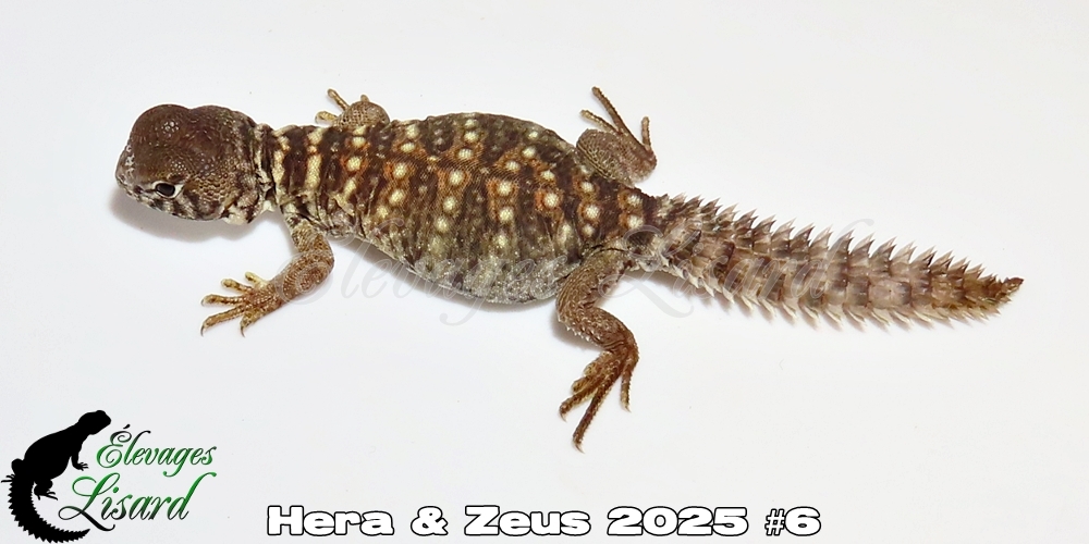 Élevages Lisard - Hera&Zeus2025#6