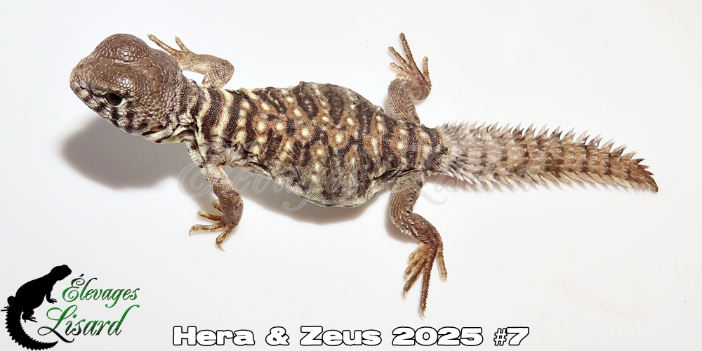 Élevages Lisard - Hera&Zeus2025#7