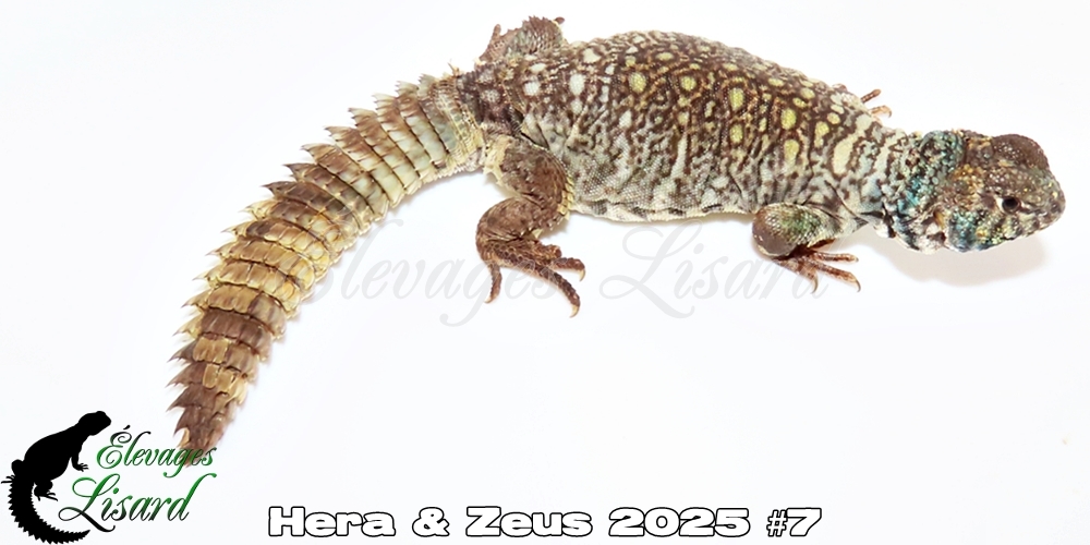 Élevages Lisard - Hera&Zeus2025#7